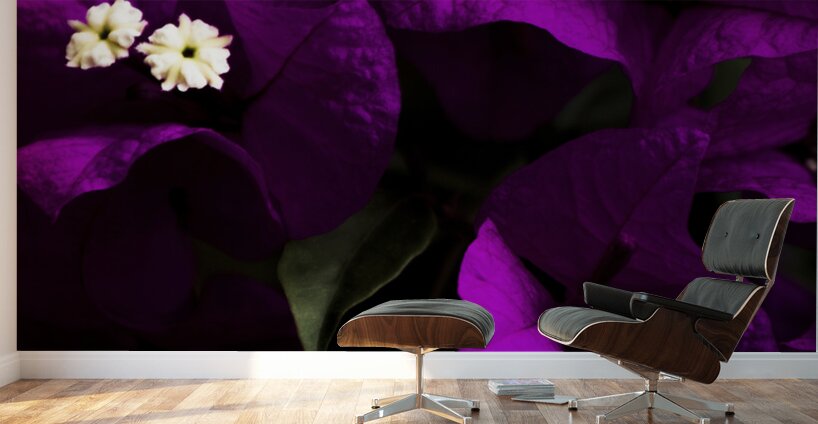 Dark Purple Bougainvillea Flowers Wall Murals