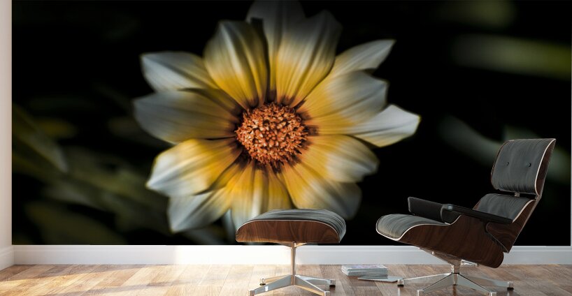 Dark Daisy Flower Wall Murals