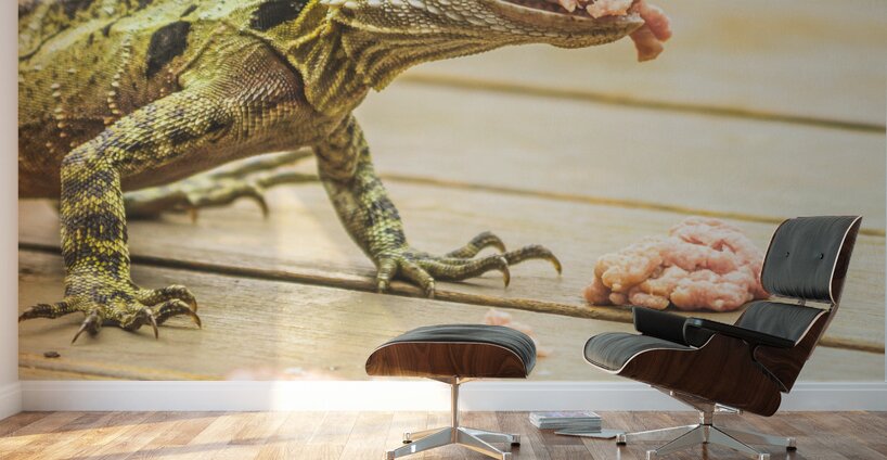 Australian water dragon Wall Murals