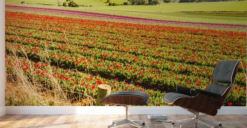 Wynyard Tulips Wall Murals