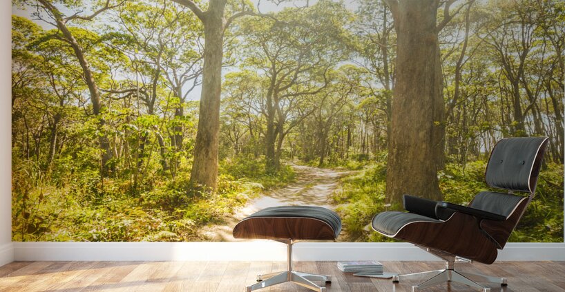 Wondersome Wall Murals