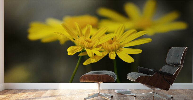 An Organic Connection Wall Murals