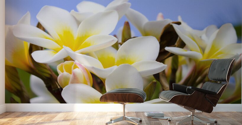 Beautiful white frangipani flowers Wall Murals