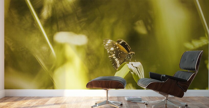 Jungle butterfly Wall Murals