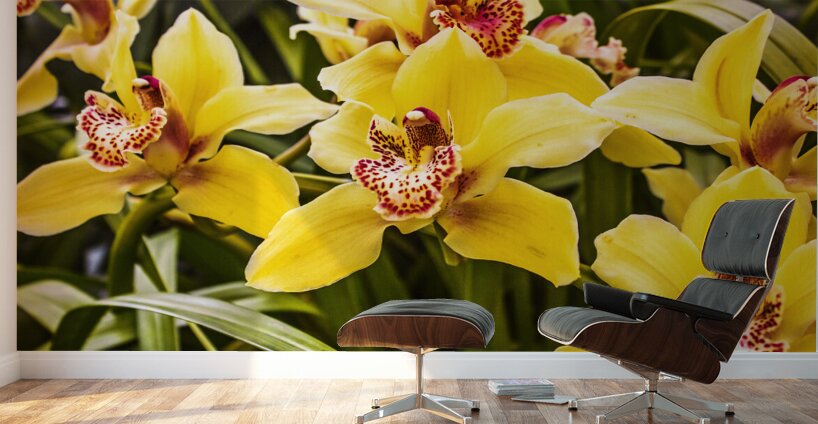 Exotic orchids  Wall Murals