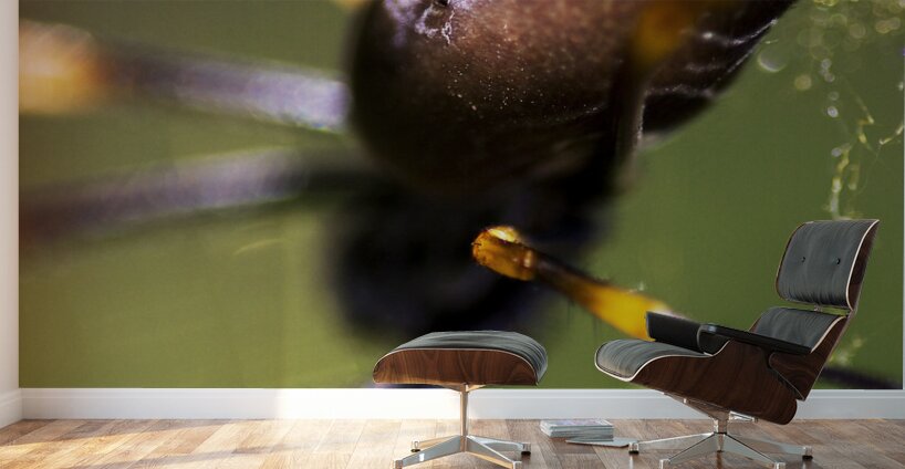 Golden Orb Spider Wall Murals