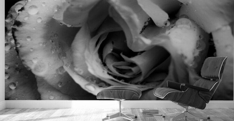 Rose n rain Wall Murals