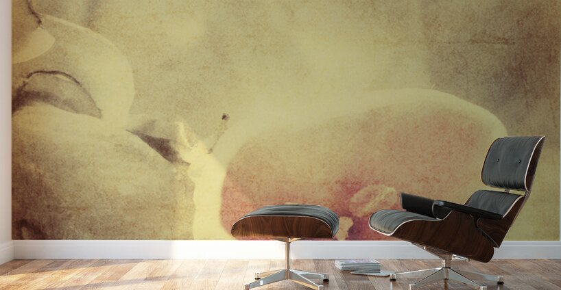 Weathered and faded daffodils Wall Murals