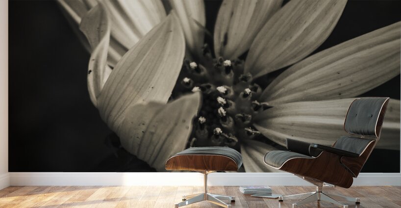 Petal winds Wall Murals