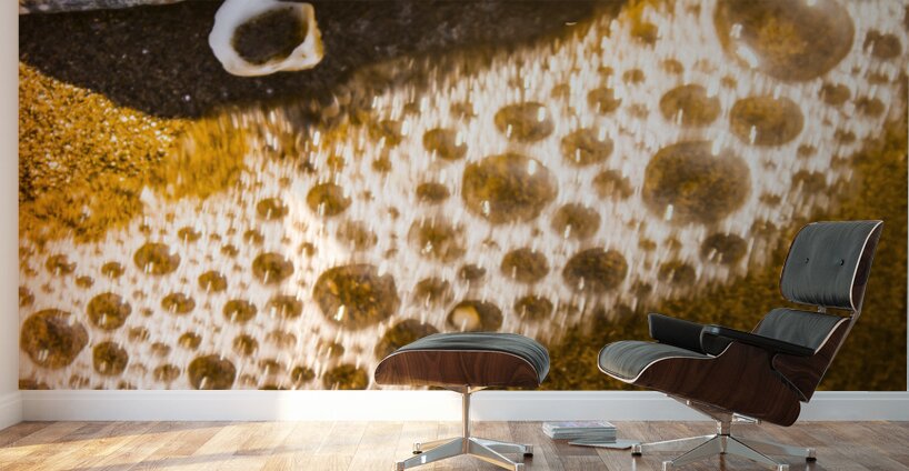 Sea shells and ocean ripples Wall Murals