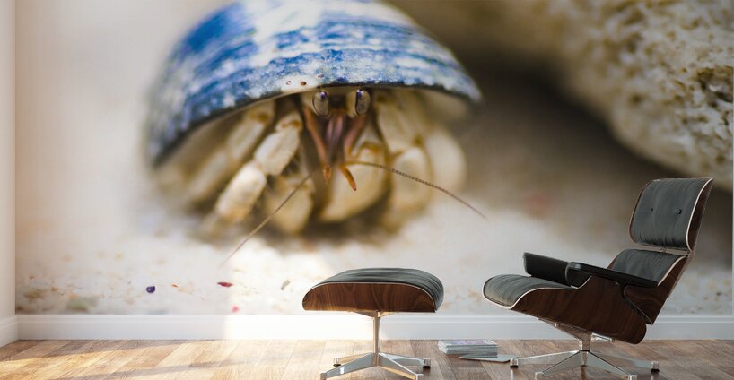 Hiding Hermit Crab Wall Murals