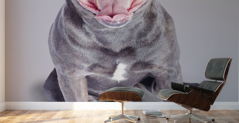 Dog wearing nerd glasses Wall Murals