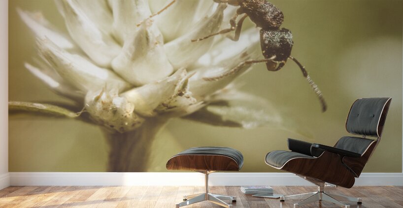 Ant ique  Wall Murals