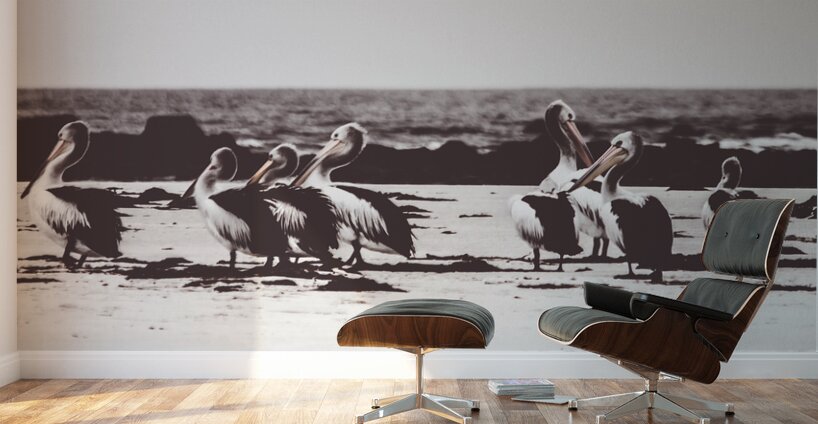 Pelican panorama Wall Murals