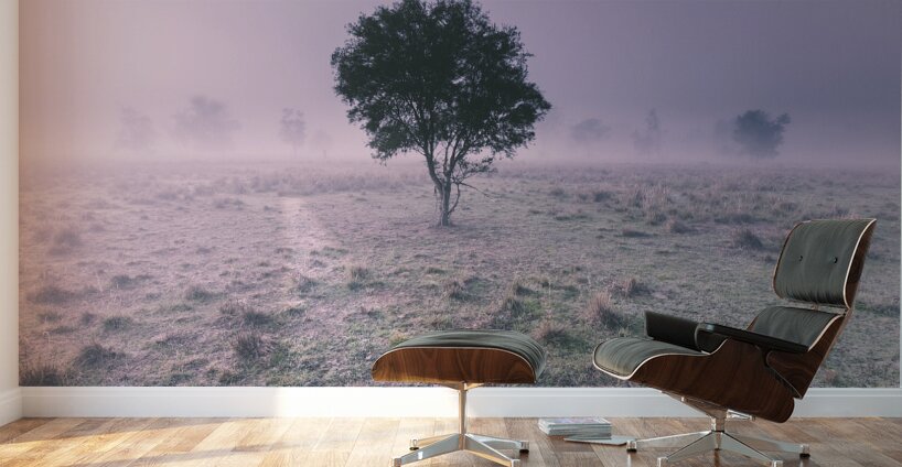 New South Wales foggy meadow Wall Murals