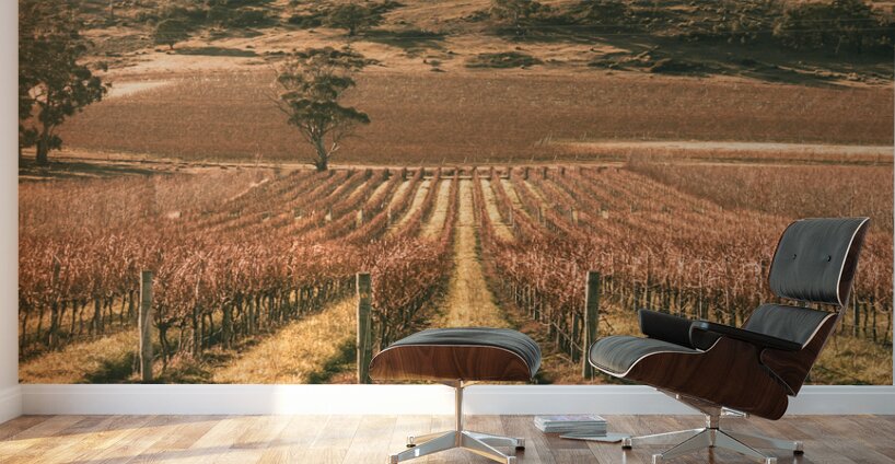 Cranbrook vineyard Wall Murals