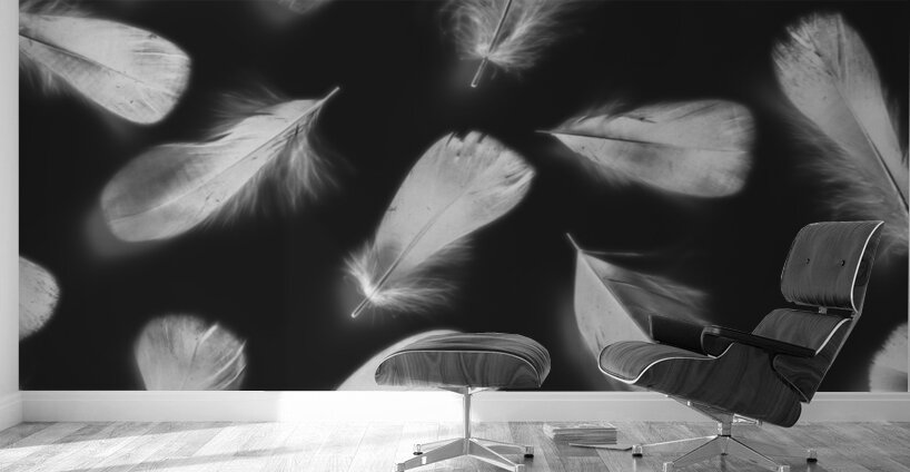 Fluff and feather Wall Murals