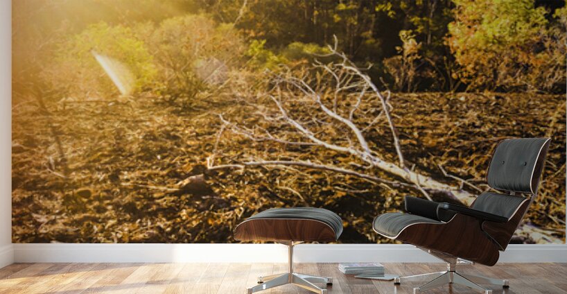 Country Clearing  Wall Murals