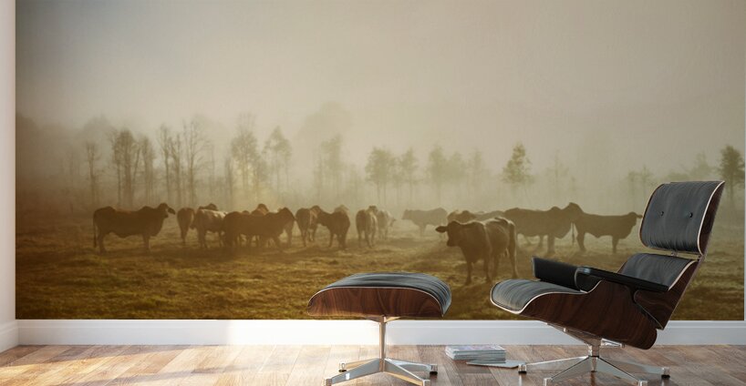 Foggy Farm Wall Murals