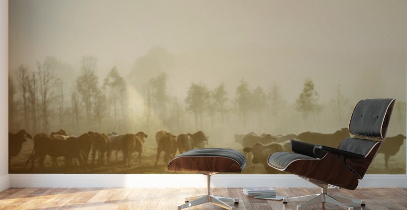 Cow Country Wall Murals