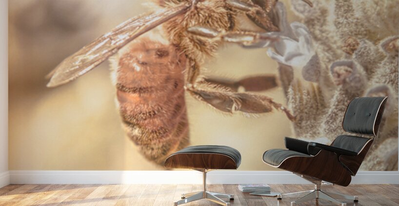 Summery Bee Wall Murals