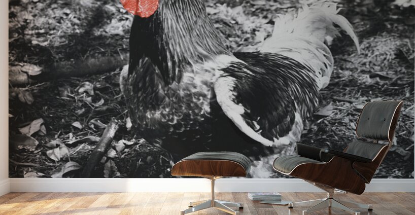 Red Rooster Wall Murals