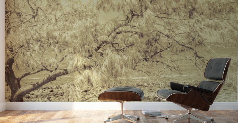 Casuarina Antiquity Wall Murals