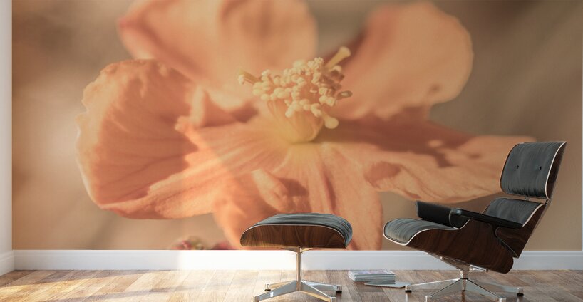 Softness And Serenity Wall Murals