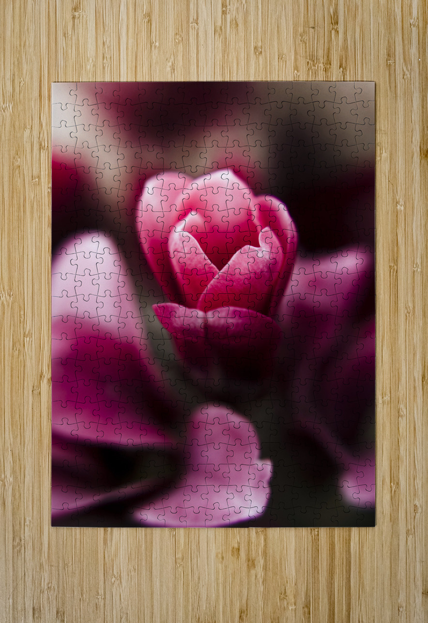 Sparaxis Grandiflora flower macro Jorgo Puzzle printing