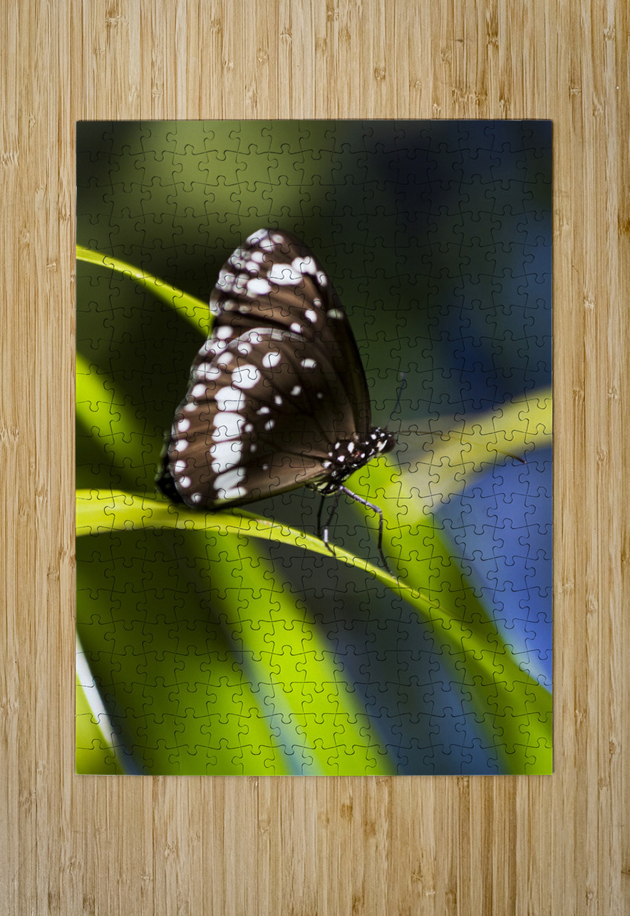 Tropical Butterfly Jorgo Puzzle printing