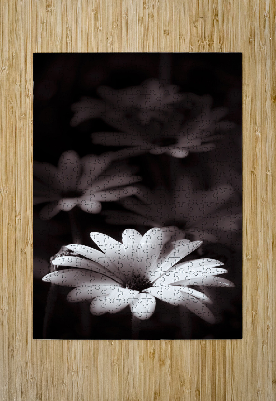 Field Of Daisies Jorgo Puzzle printing