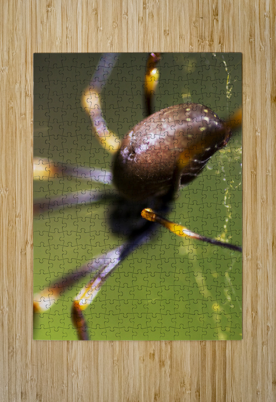 Golden Orb Spider Jorgo Puzzle printing