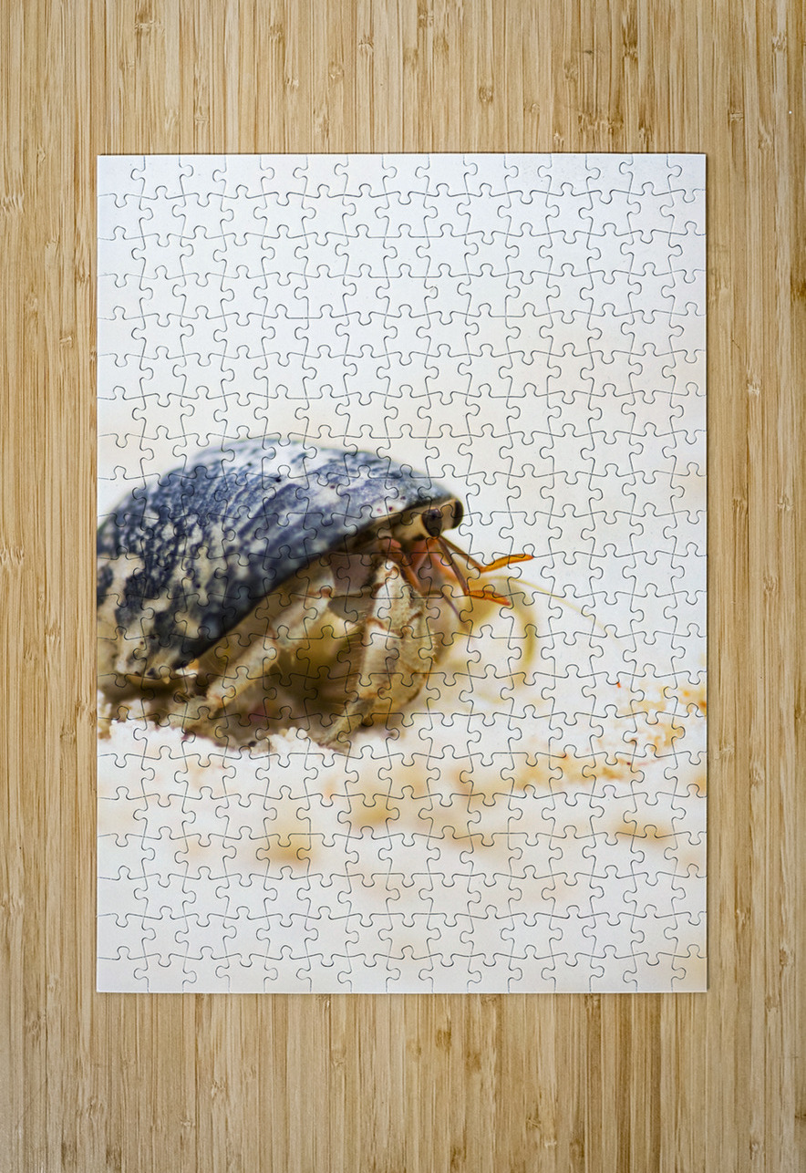 Harry Hermit Crab Jorgo Puzzle printing