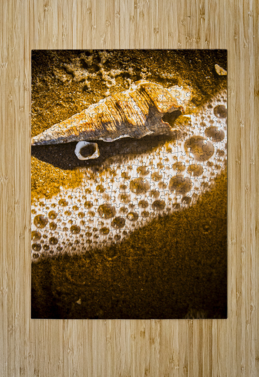 Sea shells and ocean ripples Jorgo Puzzle printing