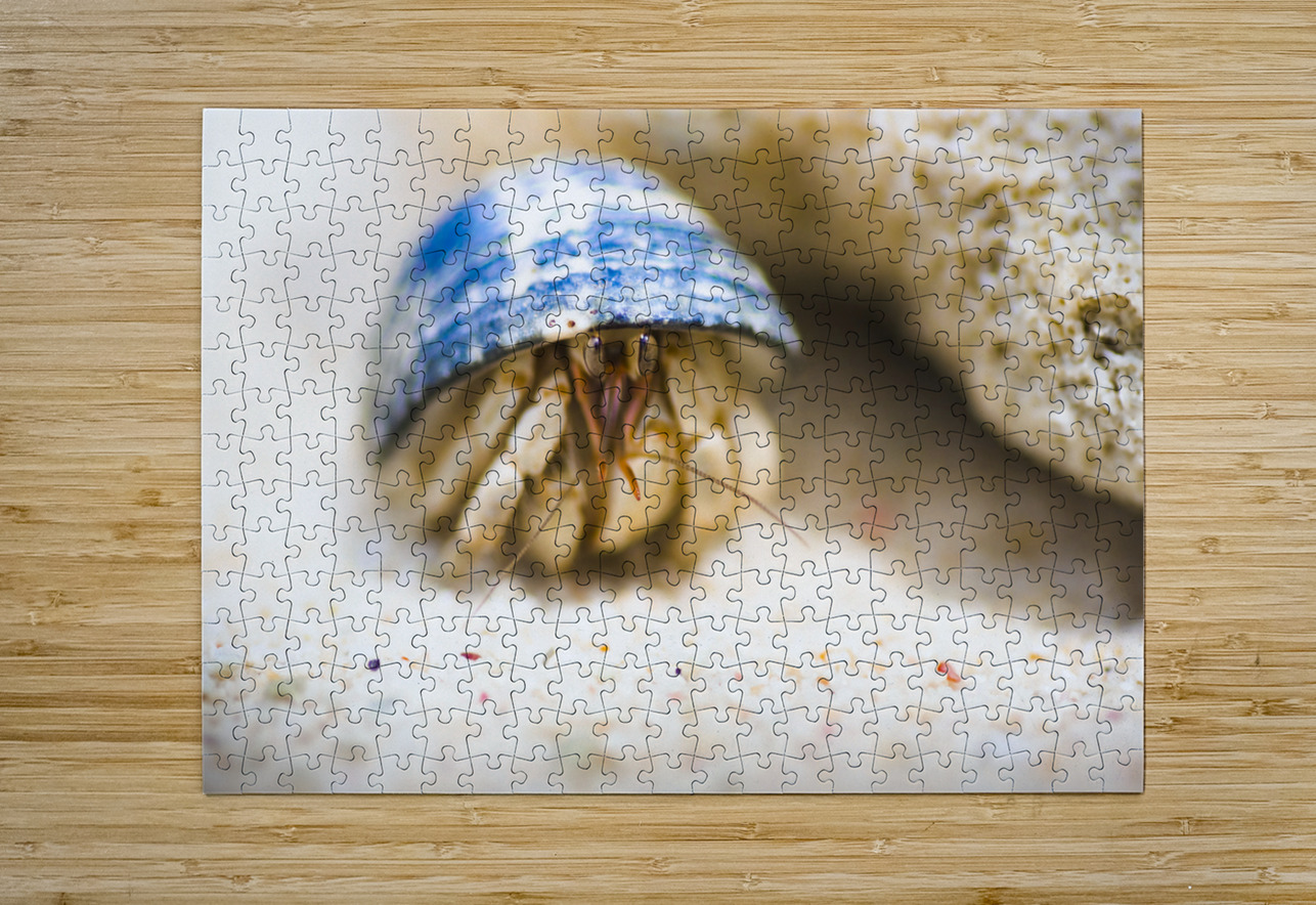 Hiding Hermit Crab Jorgo Puzzle printing