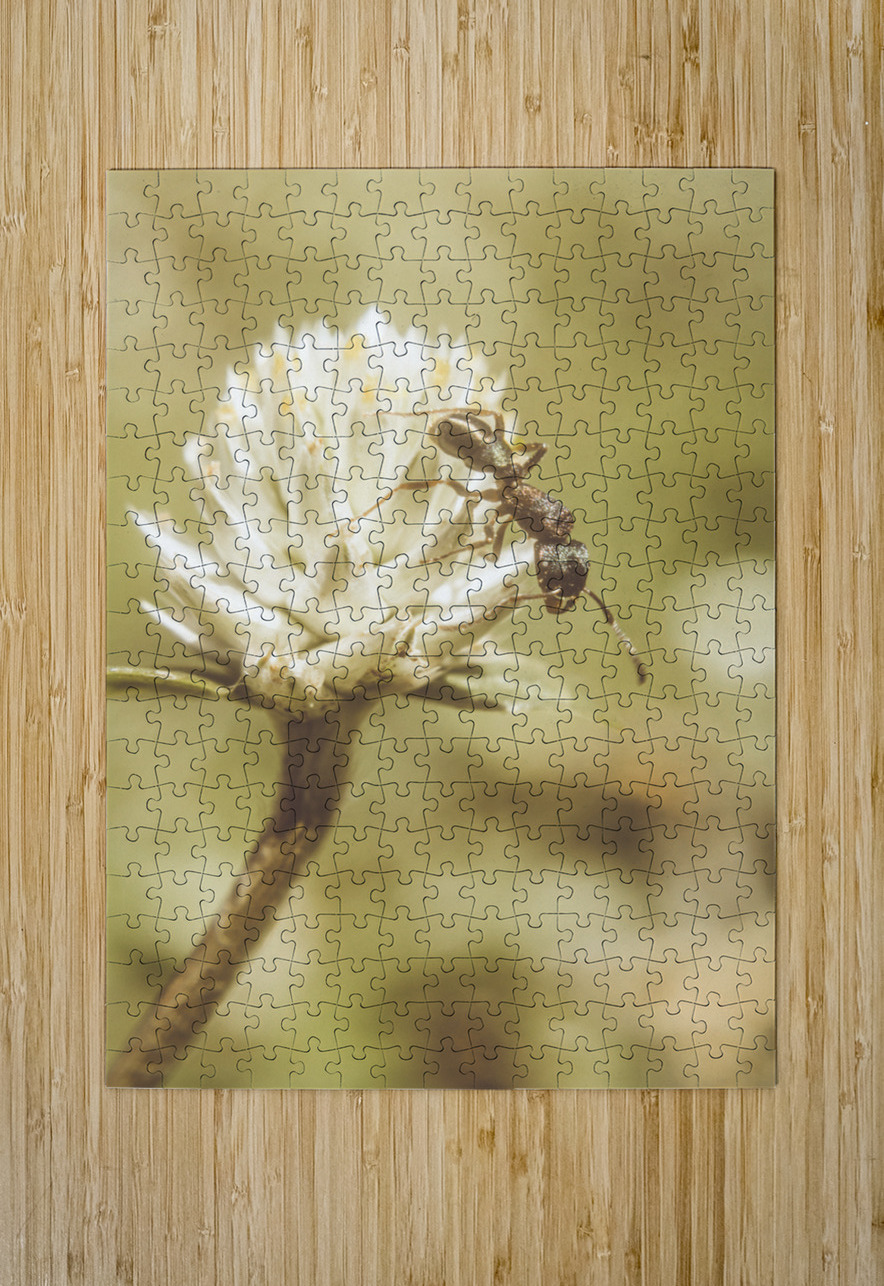 Ant ique  Jorgo Puzzle printing