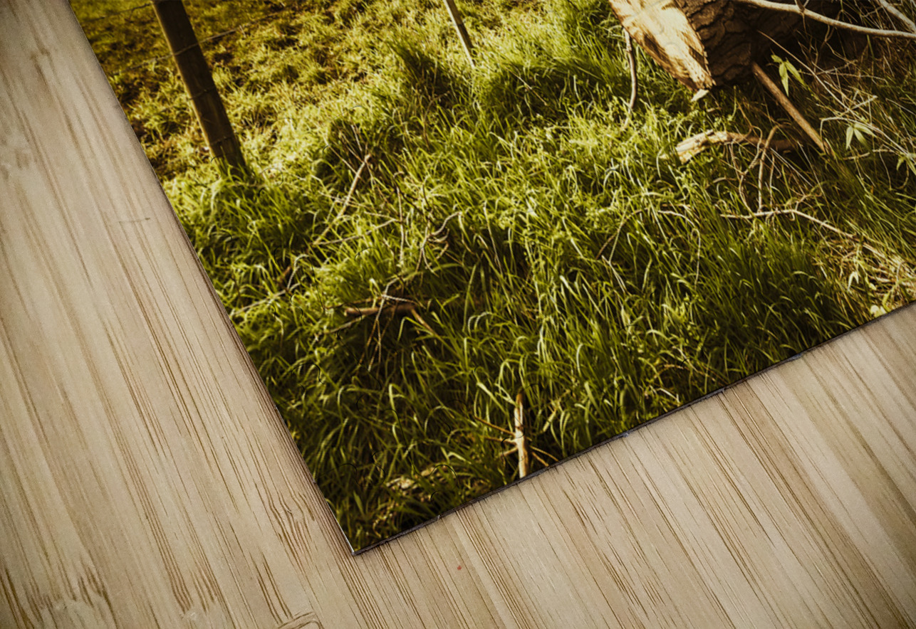 Tasmanian Country Farm Details Jorgo Puzzle