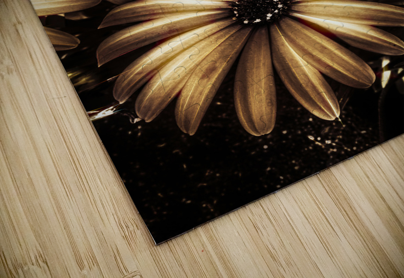 Cape daisy darkness Jorgo Puzzle