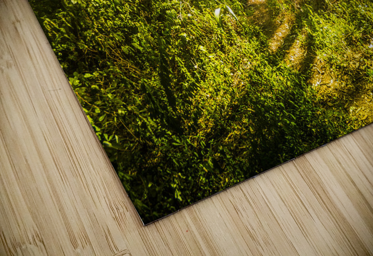 Wander Land  Jorgo Puzzle