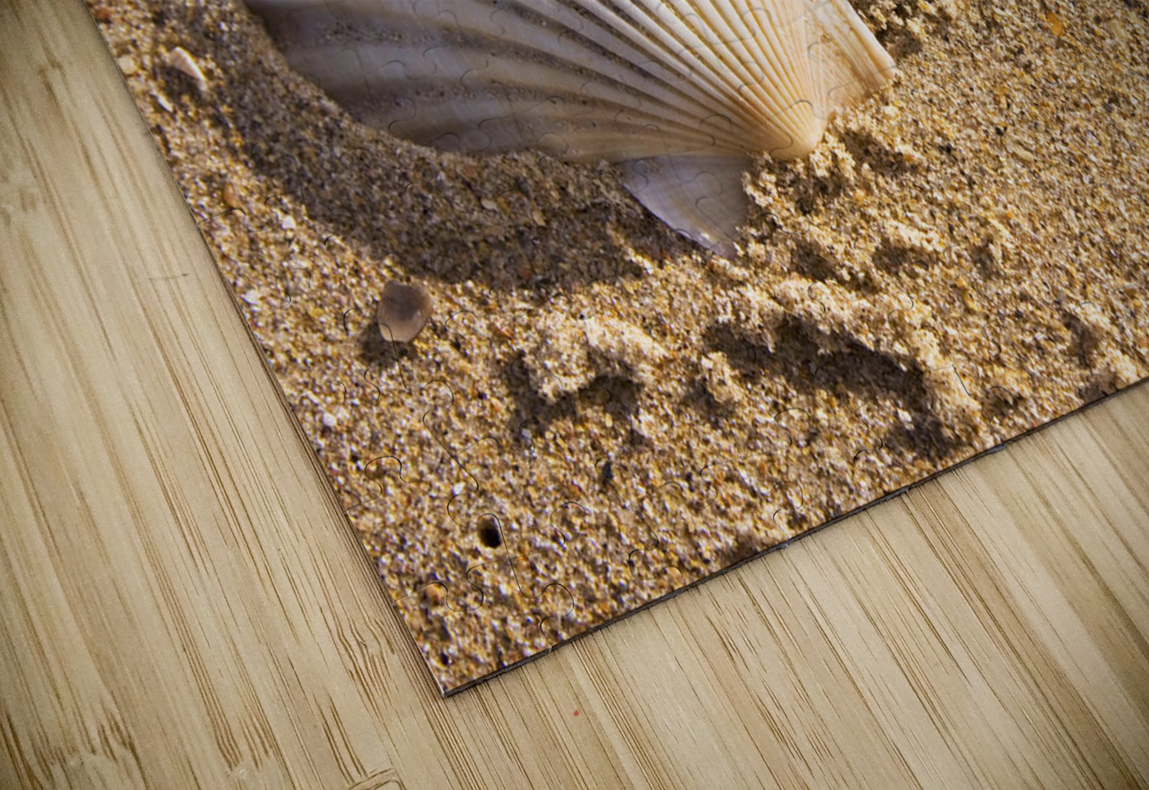 Sandy Shell Jorgo Puzzle