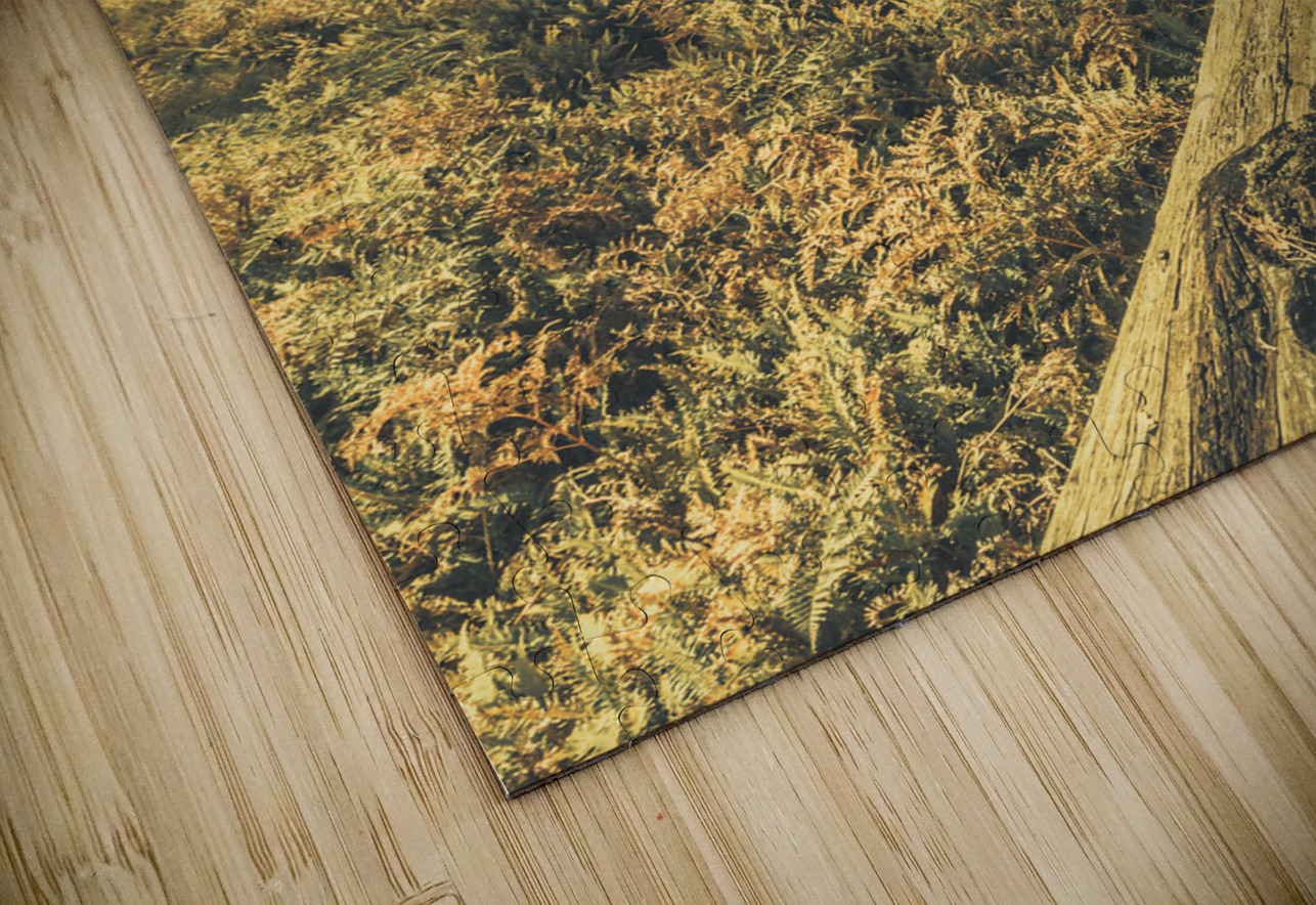 Tasmanian forest sunrise Jorgo Puzzle