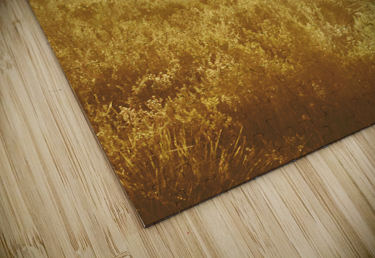 Bushland of western dynamics Jorgo Puzzle