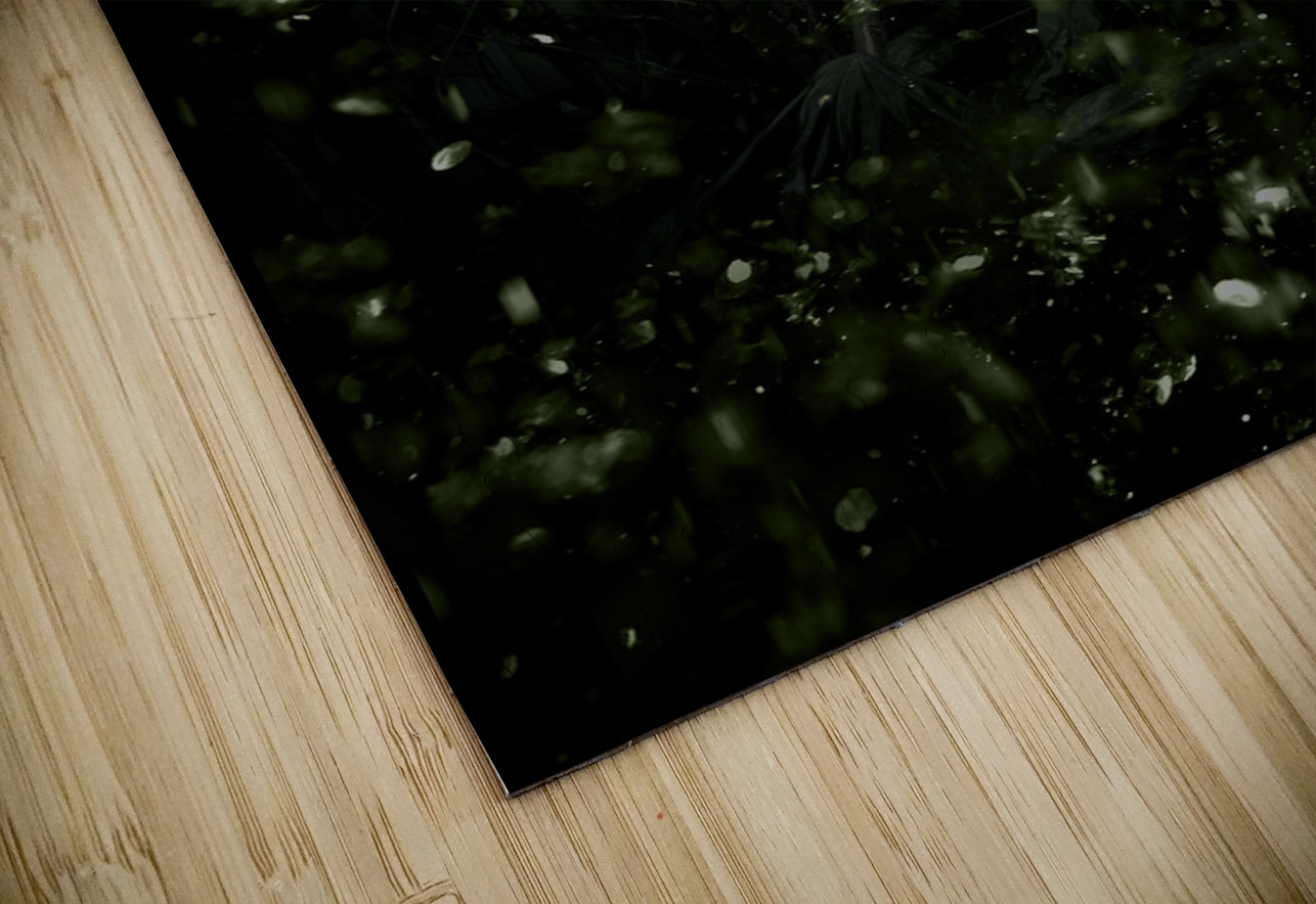 Jungle Adventure Jorgo Puzzle