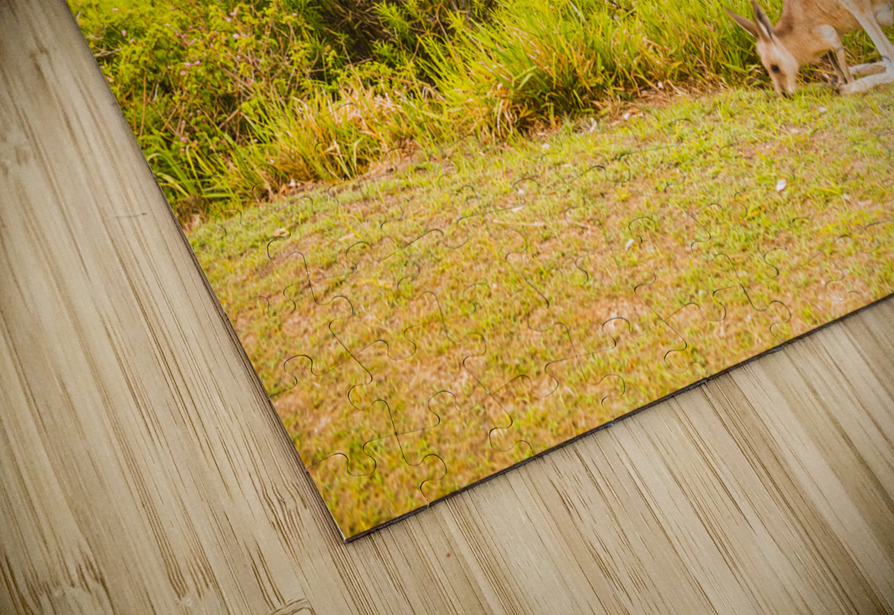 Hooroo from Australia Jorgo Puzzle