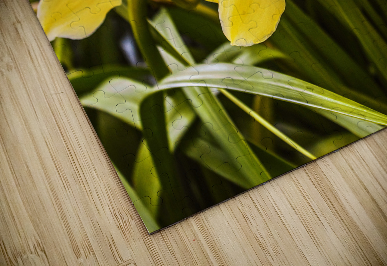 Exotic orchids  Jorgo Puzzle