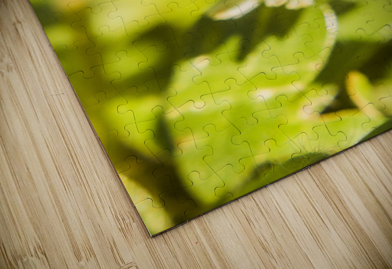 Mothballed Jorgo Puzzle