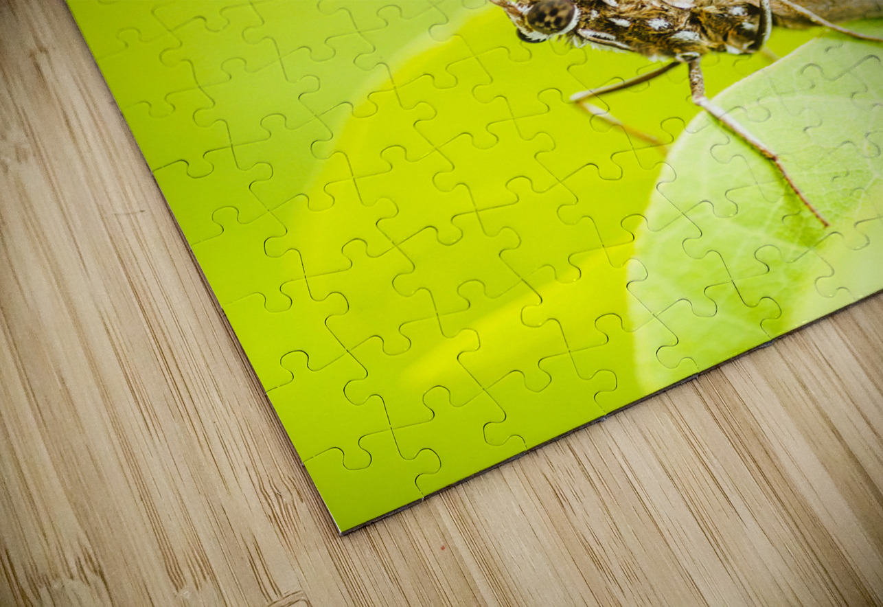 Tropical exotics Jorgo Puzzle