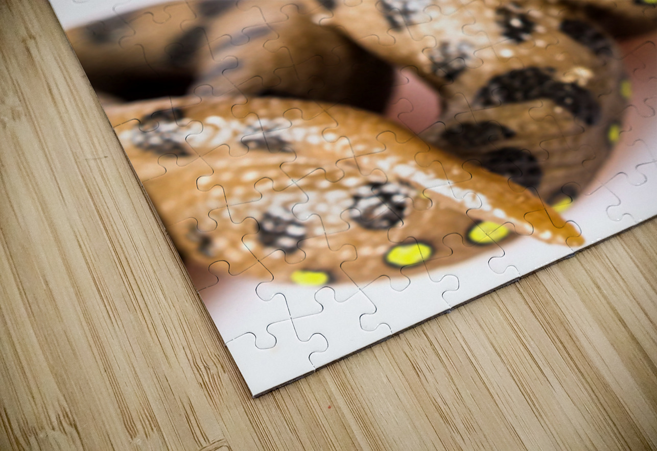 Snake vs Snake Jorgo Puzzle