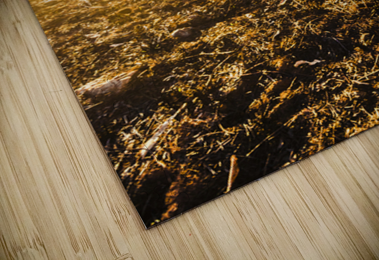 Country Clearing  Jorgo Puzzle