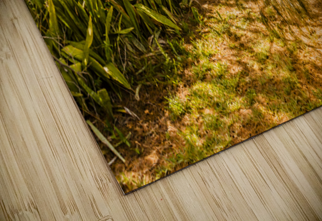 Summer Shading Jorgo Puzzle